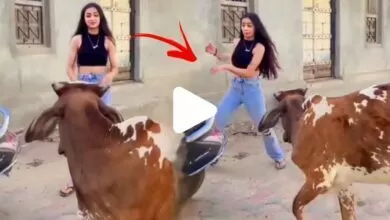Girl Funny Video : ষাঁড়ের সামনে রিল ভিডিও বানাতে গিয়ে বিপাকে তরুণী, ভিডিওটি দেখে হাসির রোল নেট পাড়ায় 16 PicsArt 06 10 11.10.20