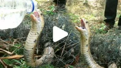 King Cobra : ৭ দিন ধরে ফাঁদে আটকে ছিল এই কিং কোবরা, জল পান করলেন ব্যক্তি, দেখে হতবাক সকলে 12 PicsArt 06 11 11.51.48
