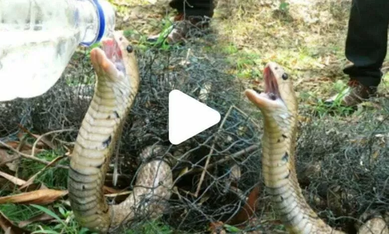 King Cobra : ৭ দিন ধরে ফাঁদে আটকে ছিল এই কিং কোবরা, জল পান করলেন ব্যক্তি, দেখে হতবাক সকলে 1 PicsArt 06 11 11.51.48