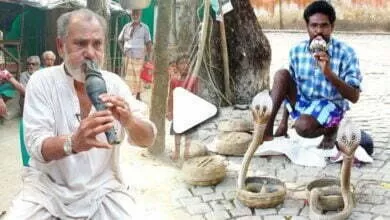 Unknown Facts : বীনের শব্দ শুনে সাপ কেন নাচতে শুরু করে? জেনে নিন এর পেছনের আসল কারণ 5 PicsArt 06 17 02.41.51