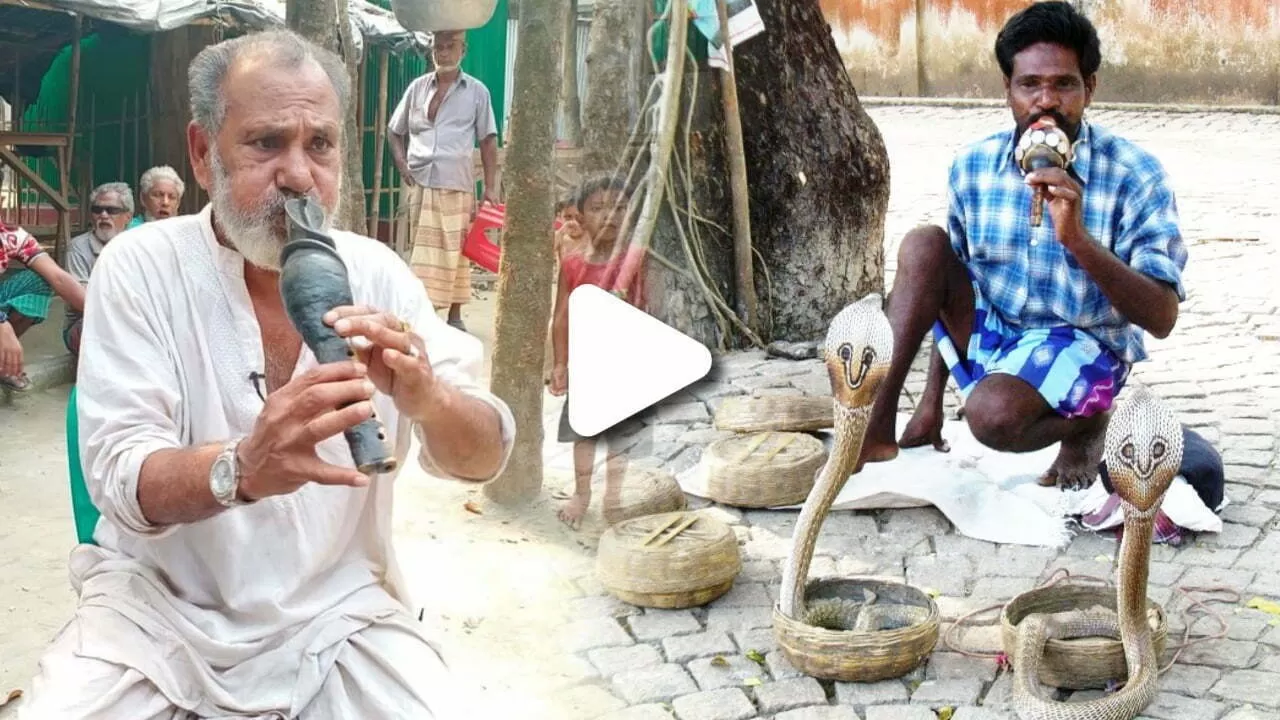 Unknown Facts : বীনের শব্দ শুনে সাপ কেন নাচতে শুরু করে? জেনে নিন এর পেছনের আসল কারণ 1 PicsArt 06 17 02.41.51