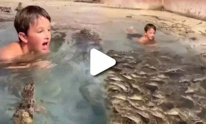 alligator viral video