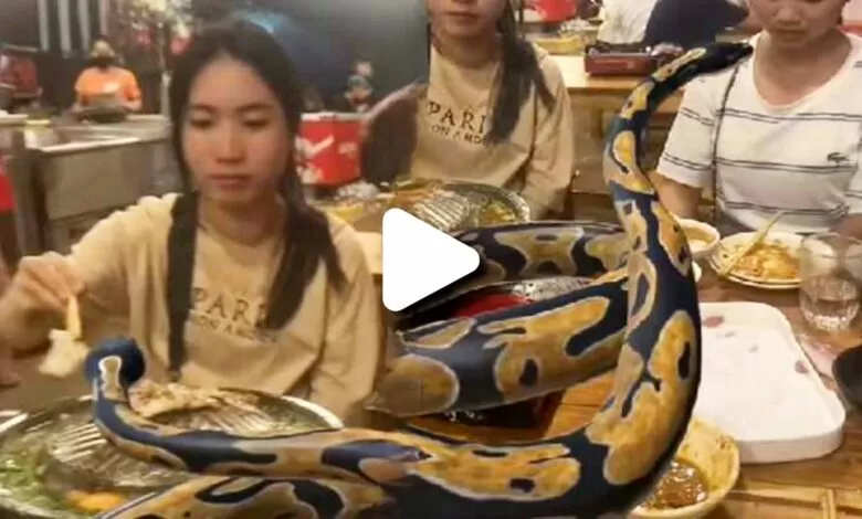 Snake video : সাপের সঙ্গে একসাথে বসেই ভোজন সারলেন এই যুবতী, ভিডিও দেখে চোখ কপালে অধিকাংশের 1 snake video