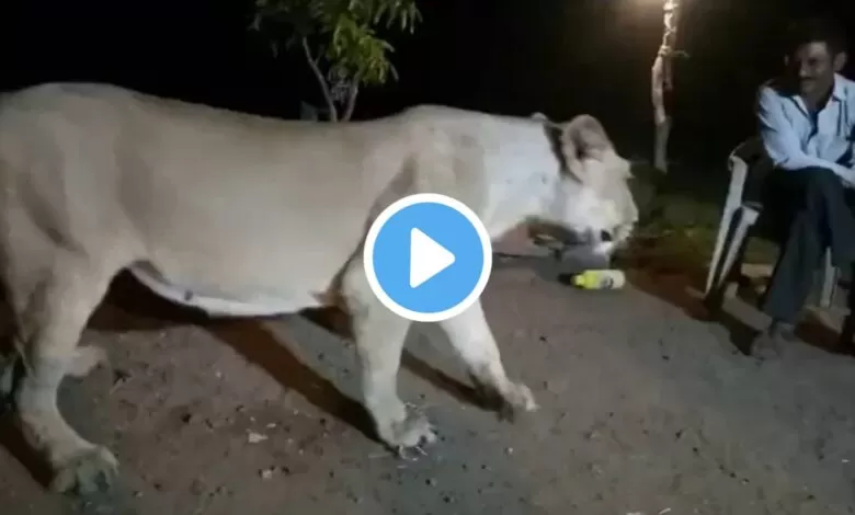 viral video of lion with a man
