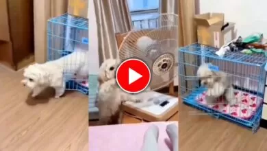 viral video of a dog rotating fan