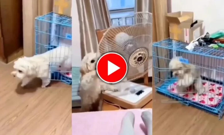 Viral video : গরম সহ্য করতে না পেরে মালিকের ফেন নিজের দিকে ঘুরিয়ে নিল ছোট্ট কুকুর, দেখুন ভিডিও 1 viral video of a dog rotating fan