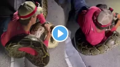 Viral Snake catching video : ১৯ ফুট লম্বা অজগর ধরলো এক কলেজের ছাত্র, ভিডিও দেখে হতবাক সবাই 11 viral snake catching video