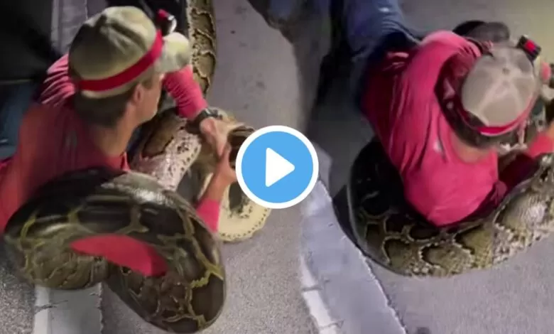 Viral Snake catching video : ১৯ ফুট লম্বা অজগর ধরলো এক কলেজের ছাত্র, ভিডিও দেখে হতবাক সবাই 1 viral snake catching video