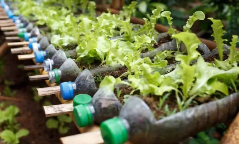 Money saving tips : পড়ে থাকা জলের বোতলে দিয়েই হবে এই কাজ, মাসের শেষে বাঁচবে অনেক টাকা 1 Money saving tip plastic bottle planting1